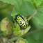 Calligraphy Beetle