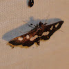 Desmia Moth