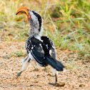 Southern Yellow-billed Hornbill