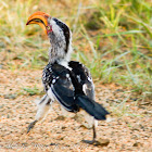 Southern Yellow-billed Hornbill