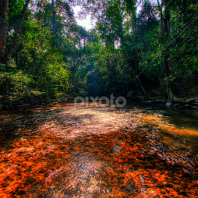 Sungai Relau National Park by Dak Debab Photoholic - Landscapes Forests