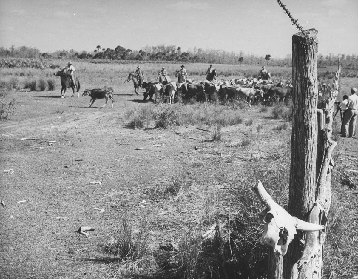 Cypress — Google Arts & Culture