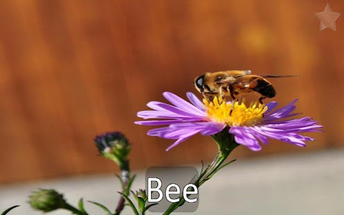 Lastest Toddler animal dictionary APK for Android