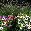 Echinacea and fountain grass