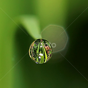 by Luxmen 46 - Nature Up Close Natural Waterdrops