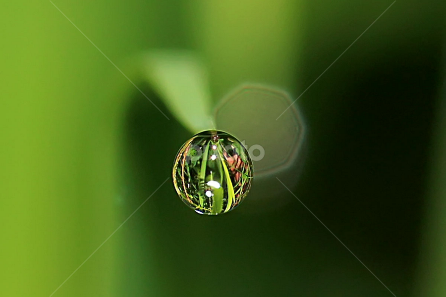 by Luxmen 46 - Nature Up Close Natural Waterdrops