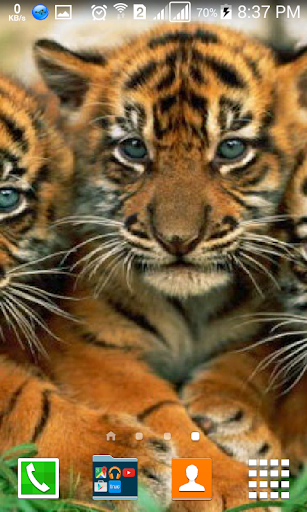 Baby Tigers Wallpapers