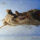 Noctuid Moth