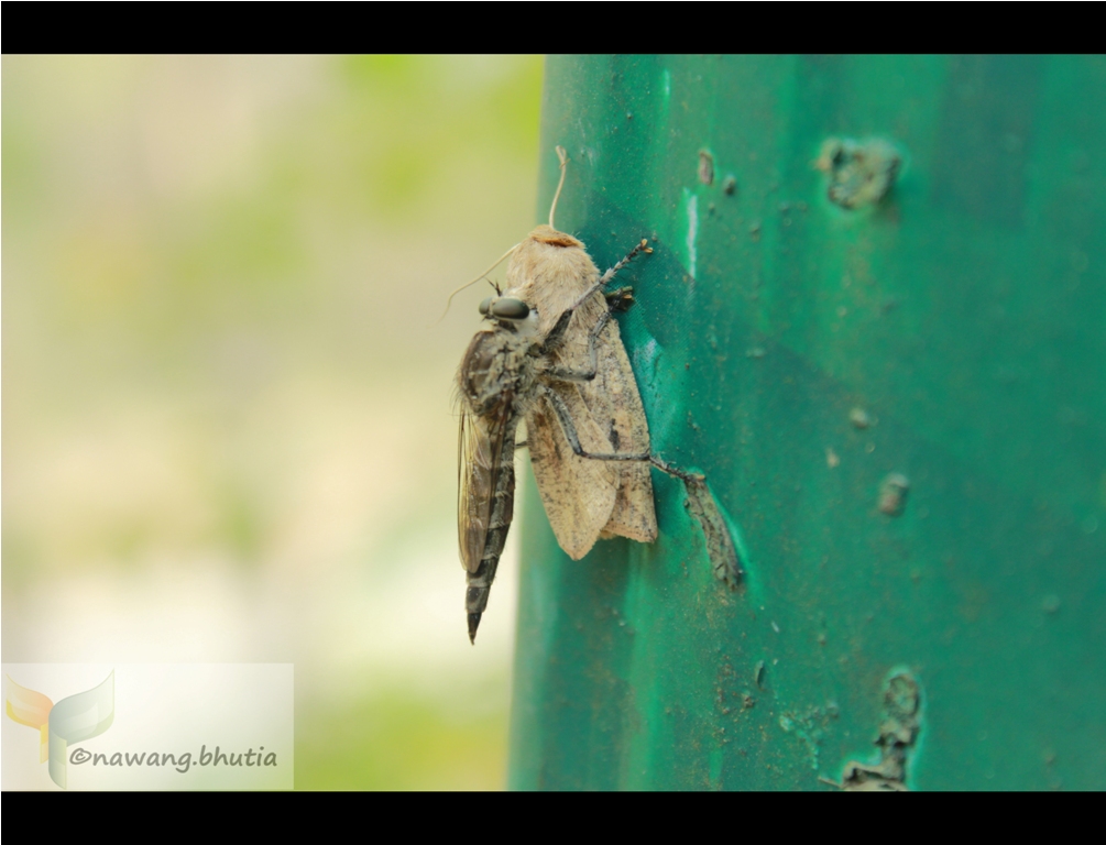 Robber fly and Moth