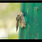 Robber fly and Moth