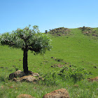 Mountain Cabbage Tree/ Kiepersol
