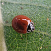 Polished Ladybeetle