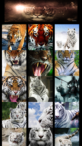 Gallery Wallpaper Tiger