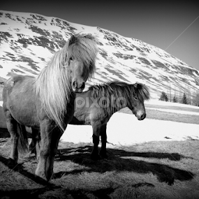 by Áslaug Stefánsdóttir - Animals Horses