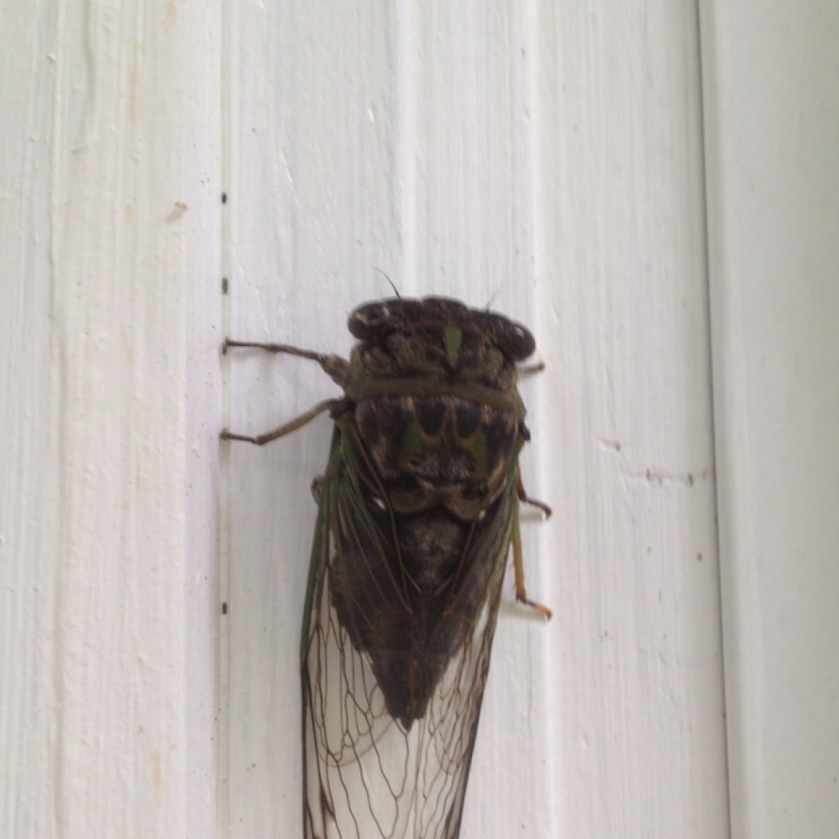 Dog Day cicada