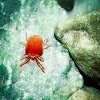 Red Velvet Mite