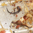 Red Back Salamanders