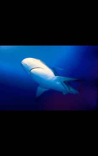 White Shark Live Wallpaper