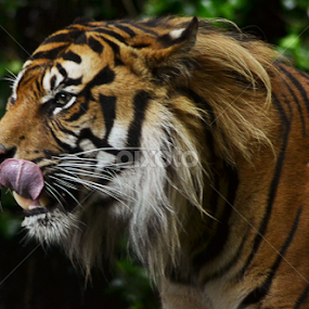 by Ewan Allardice - Animals Lions, Tigers & Big Cats