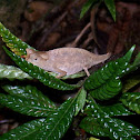 Brookesia Leaf Chameleon
