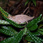 Brookesia Leaf Chameleon