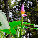 Ornamental Flowering Banana - Pink