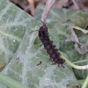 Pipevine Swallowtail caterpillar
