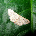 Geometer Moth