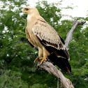 Wahlbergs Eagle (pale form)