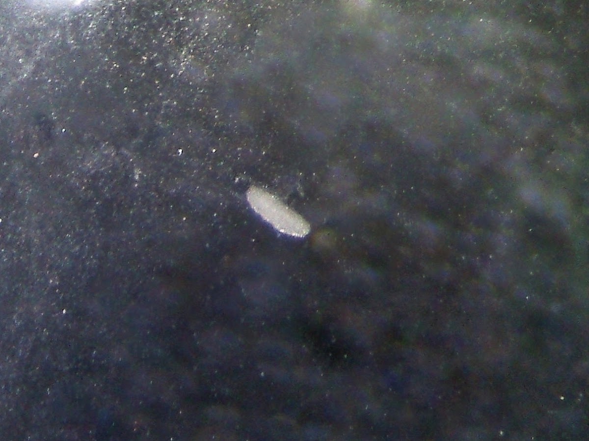 Planula Anthozoan larvae