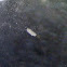 Planula Anthozoan larvae