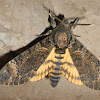 Death head hawk moth