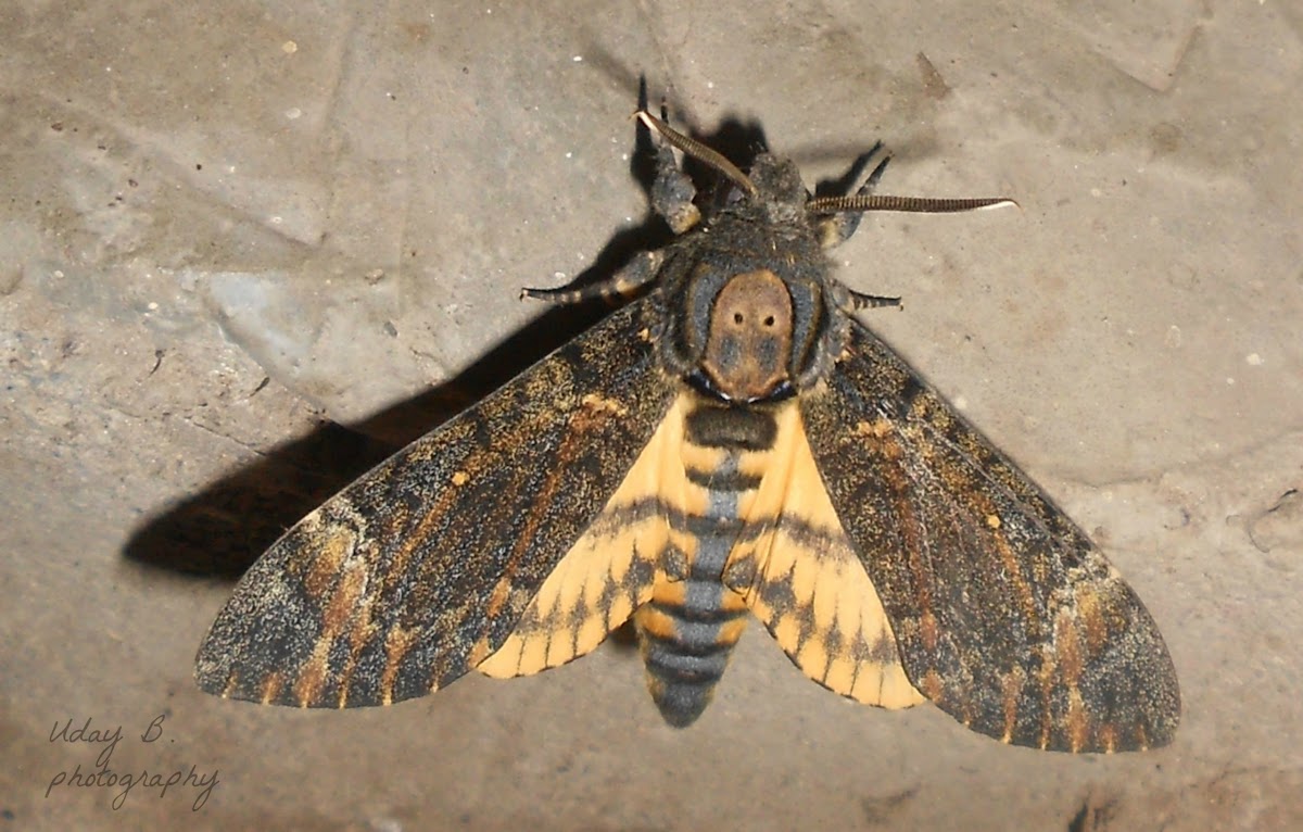 Death head hawk moth