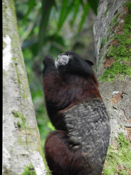 Tamarin | Project Noah