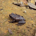 Amboli Bush Frog