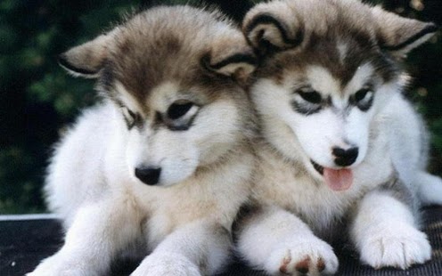 Puppy Dog Wallpaper Screenshots 1