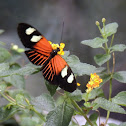 Doris longwing butterfly