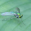 Long-legged fly 
