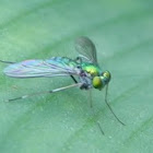 Long-legged fly 