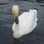 Bewick's Swan