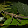 Spiny Stick Insect, Phasmid - Adult Male