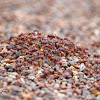 Red Ants