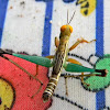 monkey grasshopper (nymph?)