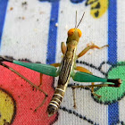 monkey grasshopper (nymph?)