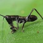 ant mimic katydid nymph