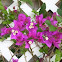 Bougainvillea