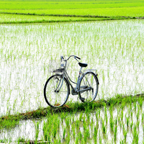 Go Green by Joey Tomas - Uncategorized All Uncategorized