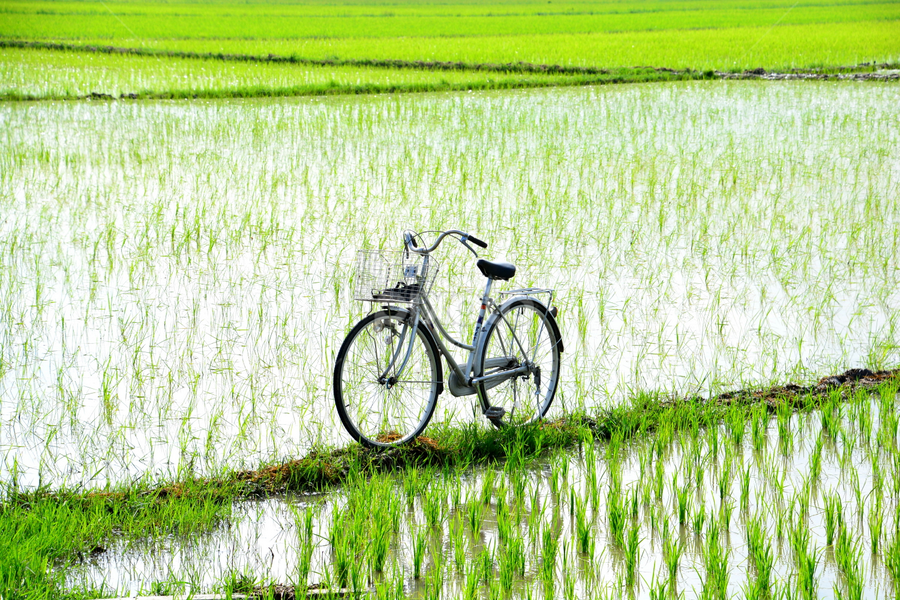 Go Green by Joey Tomas - Uncategorized All Uncategorized