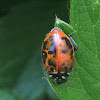 Ladybug