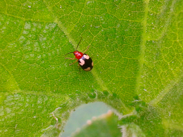 White-spotted Leaf Beetle